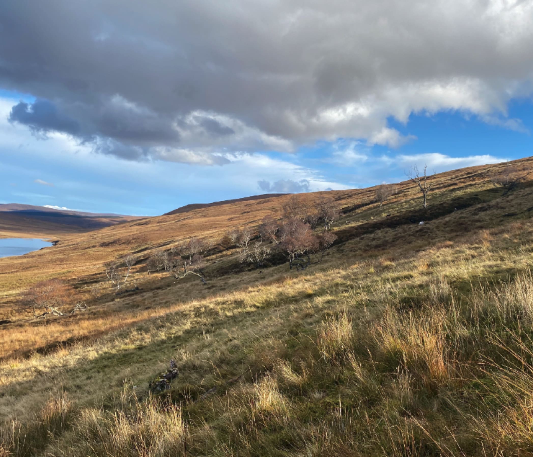 East Rhiddorroch riverwoods1