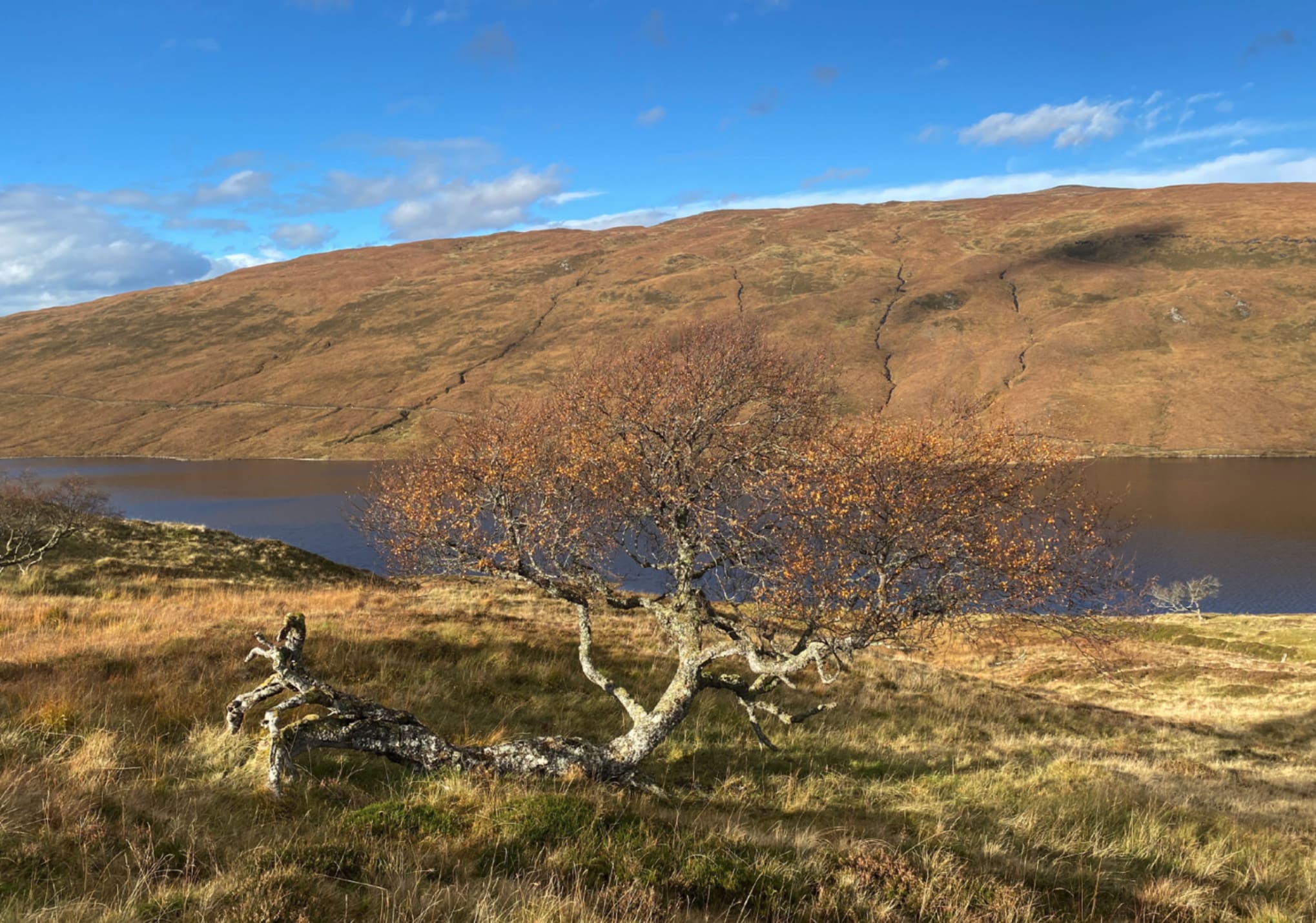 East Rhiddorroch riverwoods2