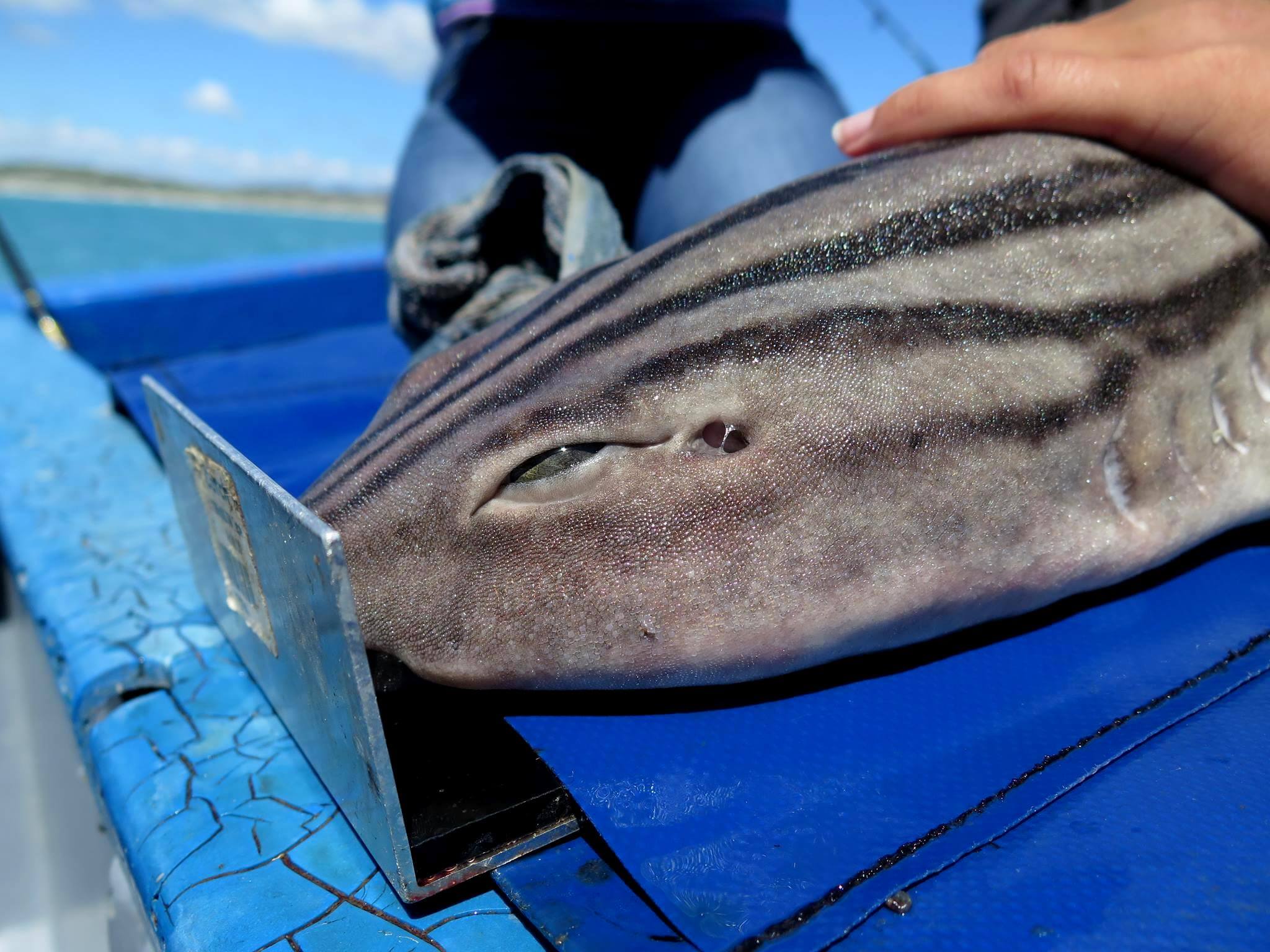 shark