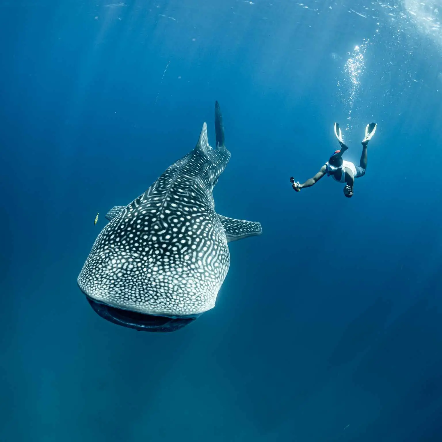 Shark monitoring projects
